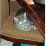 KittyCat Hotels