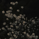 petalsatmidnight