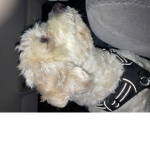 Dog sparky