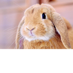 The cute bunny group please join us