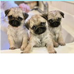 The Puppy Pack xoxoxo