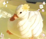- The Duck Fam -