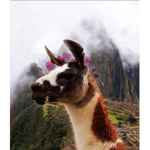 Aesthetic llamas breh 🖤