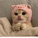 meowsxz