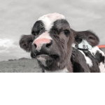 Jazzy cow