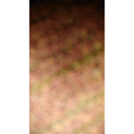Robuxfornobody