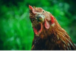 The Chicken Agency