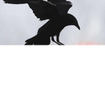 The_Crow_Famly...