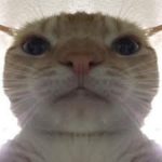 staring cat