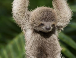 The Slothssssssss club