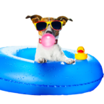 Lounge Dog Studios