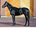 King horse
