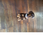 Delightful Dachshunds