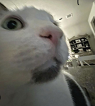 GRRS CAT