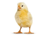 pollo trolero