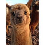 *My little Lamas*