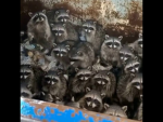 The BIG racoon army