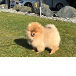 Dogs rule the universe