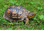 Xxturtleboy10's Fan group
