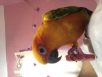 Mango/ Evelyn