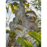 Slothz Fan Group