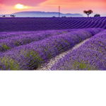 Lavender Orphanage