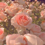 Flower Clothing Store