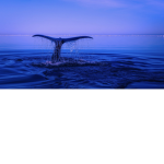 The Oceana group