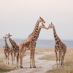 Georgies giraffes:)