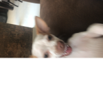 Grupo de Chihuahuas