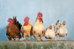 Chicken Games1