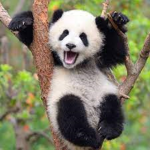 We are pandas!!