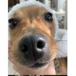 Biscut and roxy are poop dogs