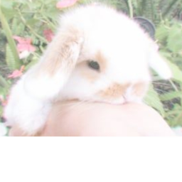 Bunny sim