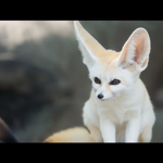 FennecFoxie