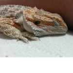 Tired dragon