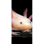 Axolotlz are cool