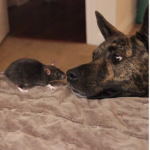 Rats and dogs United