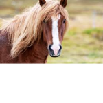 Charlie's equestrian group