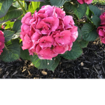blooming buds