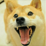 THE_doge group