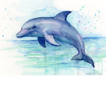 We support DOLPHINS!!!