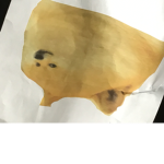 United States Of Doge| Florida