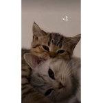 Iluvcats<3