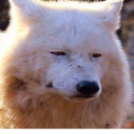 Wolves Of The Wasteland