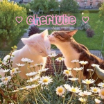cheriube