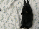 Bunny for Owen