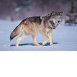 Wolfs join to be the next alpha