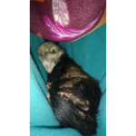 Ferret Freaks