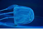 da mega jellyfish